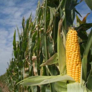 Maize farmers can benefit from their sweat.